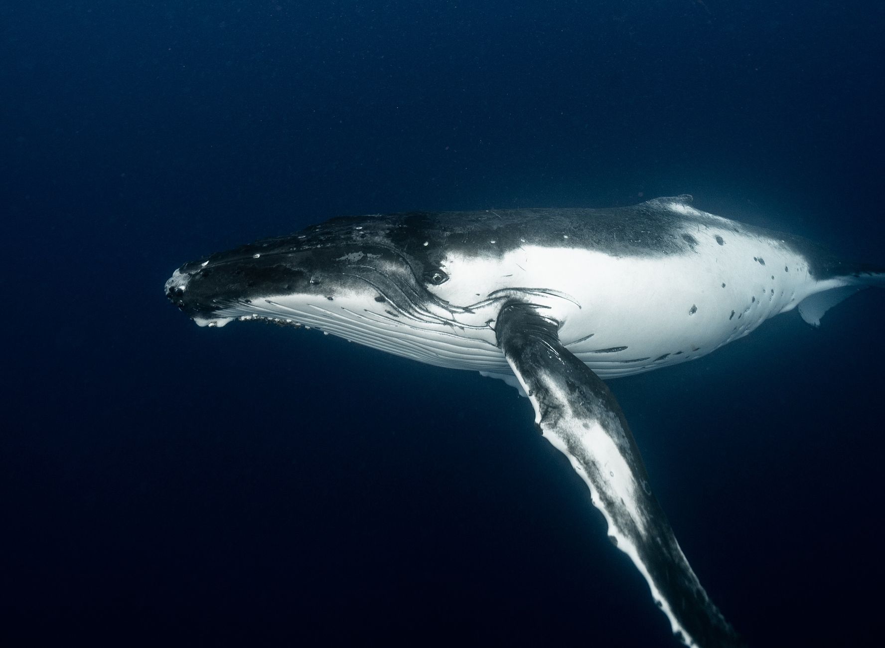 A humpback whale gliding through deep blue open water