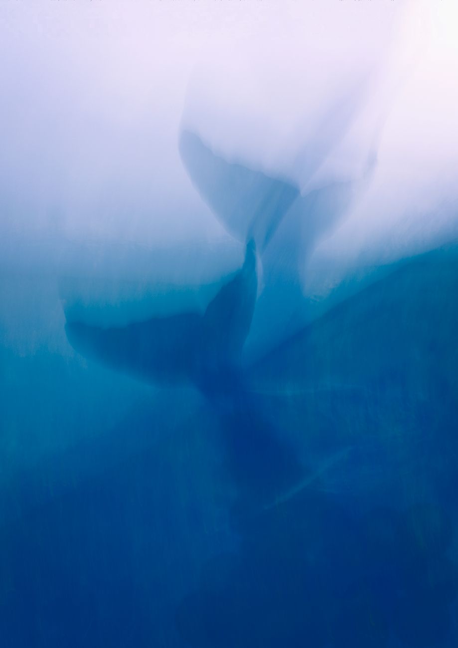 The tail of a whale rising out of calm misty water